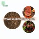 100% Natural Fungi Mushroom Extract Reishi extract 30% polysaccharides Triterpene 2%