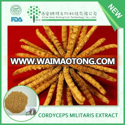 china pure Herb Medicine 50% cordyceps sinensis extract powder and cordyceps-lingzhi extract