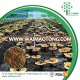 Herbal extract powder Reishi Mushroom extract 10% Ganoderma Lucidum polysaccharides