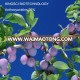 GMP factory supply pure natural organic blueberry powder bulk